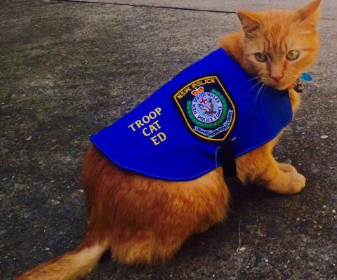 Ed the cop cat is keeping the streets of Australia safe