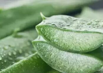 How to use aloe vera to stop hair fall