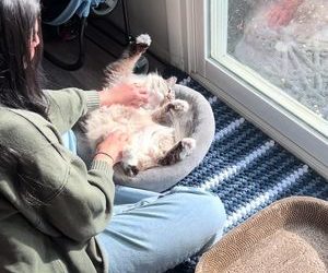 DOWNLOAD Harryfaoki A cute song with heartwarming whistles and ukulele (1492682) mp3