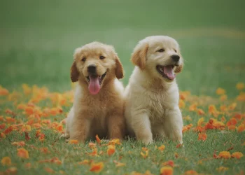 Golden Retriever Puppies – Raising Healthy, Happy Companions