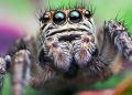 Jumping Spider – Lifespan, Size, Bite, Diet, and Up-Close Face Details