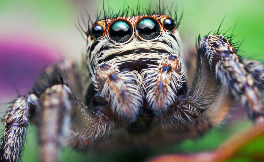Jumping Spider – Lifespan, Size, Bite, Diet, and Up-Close Face Details